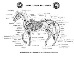 Talking about horse anatomy worksheets printable, we have collected some related images to complete your references. The Horse Skeleton Has About 205 Bones That Make Up The Equine Skeletal Anatomy Description From Viral Country I Searched Horse Anatomy Horses Horse Healing