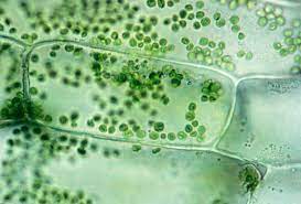 Plant cells are similar to animal cells in that they are both eukaryotic cells and have similar organelles. Learn About Plant Cell Types And Organelles