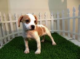 French bulldog yorkie (french bulldog yorkie mix). French Bulldog Beagle Mix Puppies Frengle