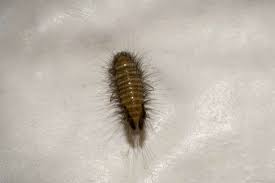 You may also be looking at just. Carpet Beetle Control Sydney Advise Pestworks