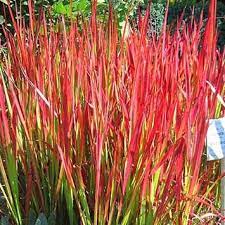 Dwarf Mondo Grass Grass For Sale Japanese Garden Plants Garden Shrubs