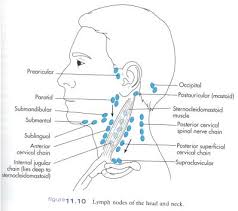 Occipital Lymph Nodes Lymph Node Occipital