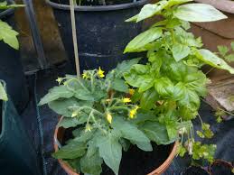 Difference between determinate and indeterminate structures. How To Tell Determinate From Indeterminate Tomatoes Growing Guides