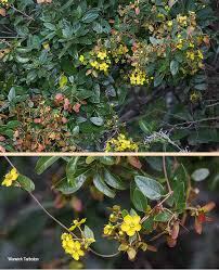 Image result for Sphedamnocarpus pruriens