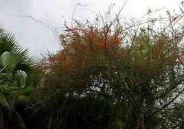 Image result for Combretum microphyllum