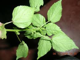 Image result for Acalypha ciliata