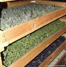 Faire Secher Les Plantes Medicinales Altheaprovence Plante Medicinale Plantes Aromatiques Et Medicinales Secher Des Herbes