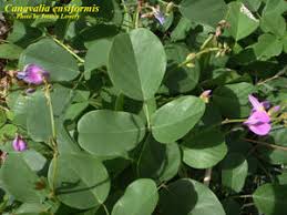 Image result for Canavalia ensiformis