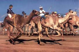 Camel racing is a popular sport in western asia, north africa, the horn of africa, pakistan, mongolia and australia. Https Documentation Lastradainternational Org Lsidocs 351 20camel Jockeys Of Rahimyar Khan Pdf