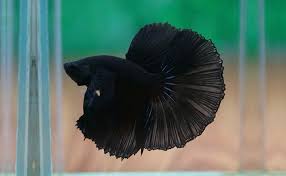 Fish · 1 decade ago. 30 Amazing Types Of Betta Fish Interesting Facts And Features