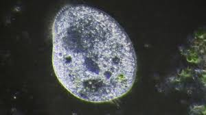 The contractile vacuole was a way certain single cellular organisms such as paramecium solve this. Water Regulators Of Cells Contractile Vacuole Youtube