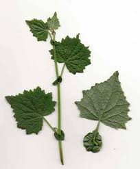 Image result for Senecio deltoideus