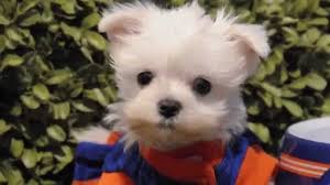 Teacup Maltese Teacup Yorkie Teacup Pomeranian Teacup Poodle Teacup Maltese Teacup Puppies Youtube