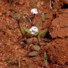 Image result for Crepidorhopalon whytei