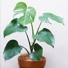 Parcel 8 Monstera Deliciosa Terracota Pot Sebelum Kalap Mohon Dibaca Dulu Dengan Teliti Yaaa Semua Paket Harganya 101 Ribu Plant Leaves Plants Leaves
