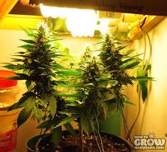 The basics of growing marijuana Marijuana Grow Lights Led Hps Cfl