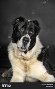 The central asian shepherd dog is one of the oldest of dog breeds in the world with a history spanning back more than 5,000 years. Beautiful Black White Image Photo Free Trial Bigstock