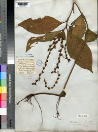 Image result for Polyspatha paniculata