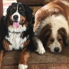 The parents are akc registered and in great health. Great Pyrenees Bernese Mountain Dog Mix The Dog Digest