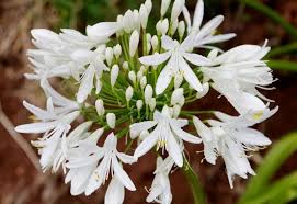 A lot of buyers look for homes that have plenty of character and beauty in the exterior; 15 Best White Perennial Flowers For Your Garden Gardening Chores