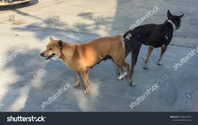 Couple Dog Have Stick After Sex Stock Photo 1034243431 | Shutterstock