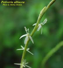 Image result for Petiveria