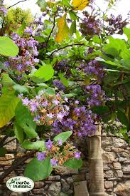 Possiede foglie porpora e fiori blu violaceo, che sbocciano da maggio a giugno. Wigandia Caracasana Grandi Foglie E Fiori Blu