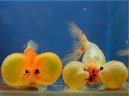 Bubble Eye Goldfish Bubble Eye Goldfish Goldfish Aquarium Fish