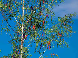 Die tradition des maibaums ist eine der wenigen, welche flächendeckend in österreich aufrechterhalten wird. Alle Infos Rund Um Den Maibaum Und Tanz In Den Mai In Koln Citynews
