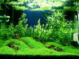 They can be imported from locations from all around the. Number Five Aquascape Planted Aquarium Aquarium