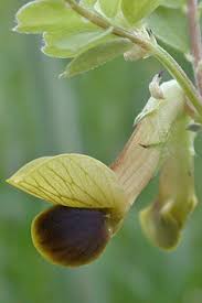 Image result for Crotalaria onobrychis