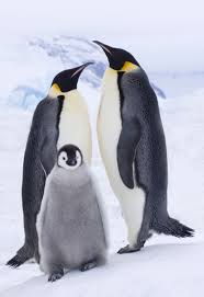 The kindergartener's learned that emperor penguins can grow to be 4 feet tall! 30 Absolutely Delightful Facts You Never Knew About Penguins