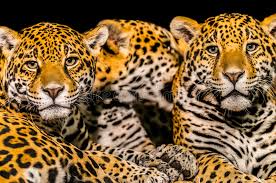 Cuenta oficial de jaguares & jaguares xv | official account of jaguares & jaguares xv. Jaguares Imagen De Archivo Imagen De Endangered Modelo 34968305