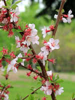 We did not find results for: Nanking Cherry For Sale Treetime Ca
