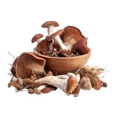 Dried Mushrooms PNG Transparent Images Free Download | Vector Files | Pngtree