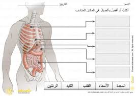 أعضاء الجسم الداخلية الأمعاء المعدة الكبد القلب الرئتين 1 Body Anatomy Anatomy Omar