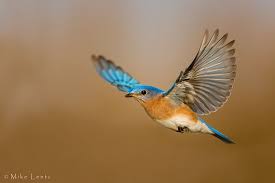 Blue Bird With Spiky Hair Eastern Bluebird In Flight Blue Bird Art Blue Bird Birds Flying