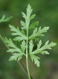 Image result for Polystachya laurentii