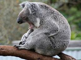Pin By Albert Briggs On Kool Animals Koala Bear Koalas Koala