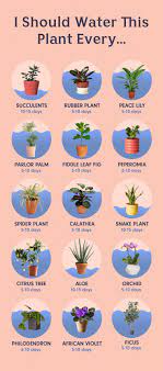 How To Water The 15 Most Popular Houseplants Household Plants Plants Water Plants