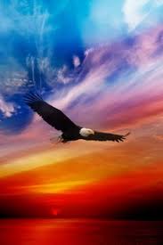  30 Ide Rajawali Elang Burung Elang Burung Rajawali