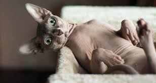 Your sphynx will always be there for you. Sphynx Breeders Australia Sphynx Info Kittens