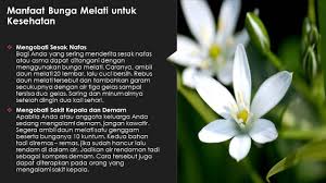 Sederet manfaat bunga melati yang baik untuk kecantikan dan kesehatan. Manfaat Bunga Melati Untuk Kesehatan Youtube
