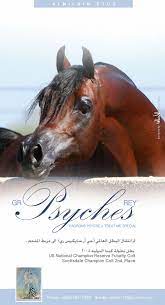 انتقال البطل العالمي جي آر سايكيس ري الى مربط الملحم horses arabian horse happy trails