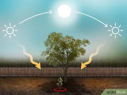 You will learn about seed germination in this video. How To Plant Durian Seeds 14 Steps With Pictures Wikihow