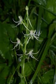 Image result for Habenaria petitiana