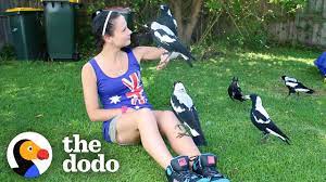Demystifying falsehoods is one area that is essential in helping to keep our avian populations from diminishing. Woman Gives Toys To A Wild Magpie And He Invites His Friends Over To Play The Dodo Wild Hearts Youtube
