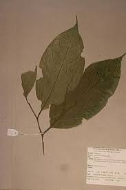 Image result for Strombosia