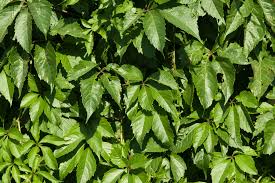 Image result for Parthenocissus quinquefolia