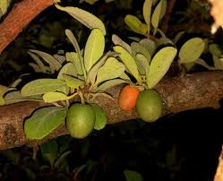 Image result for Ximenia americana